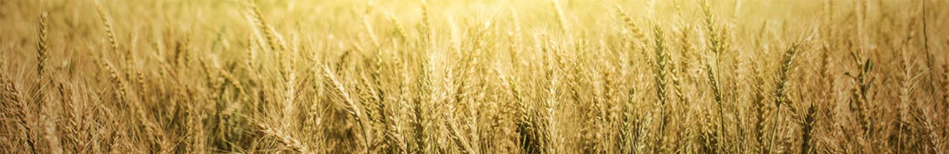 photo of prairie grass